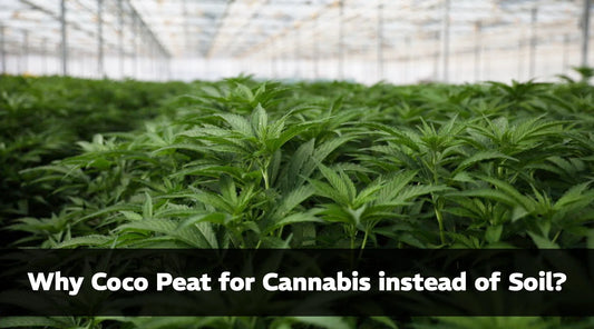 Why Coco Peat for Cannabis Instead of Soil?