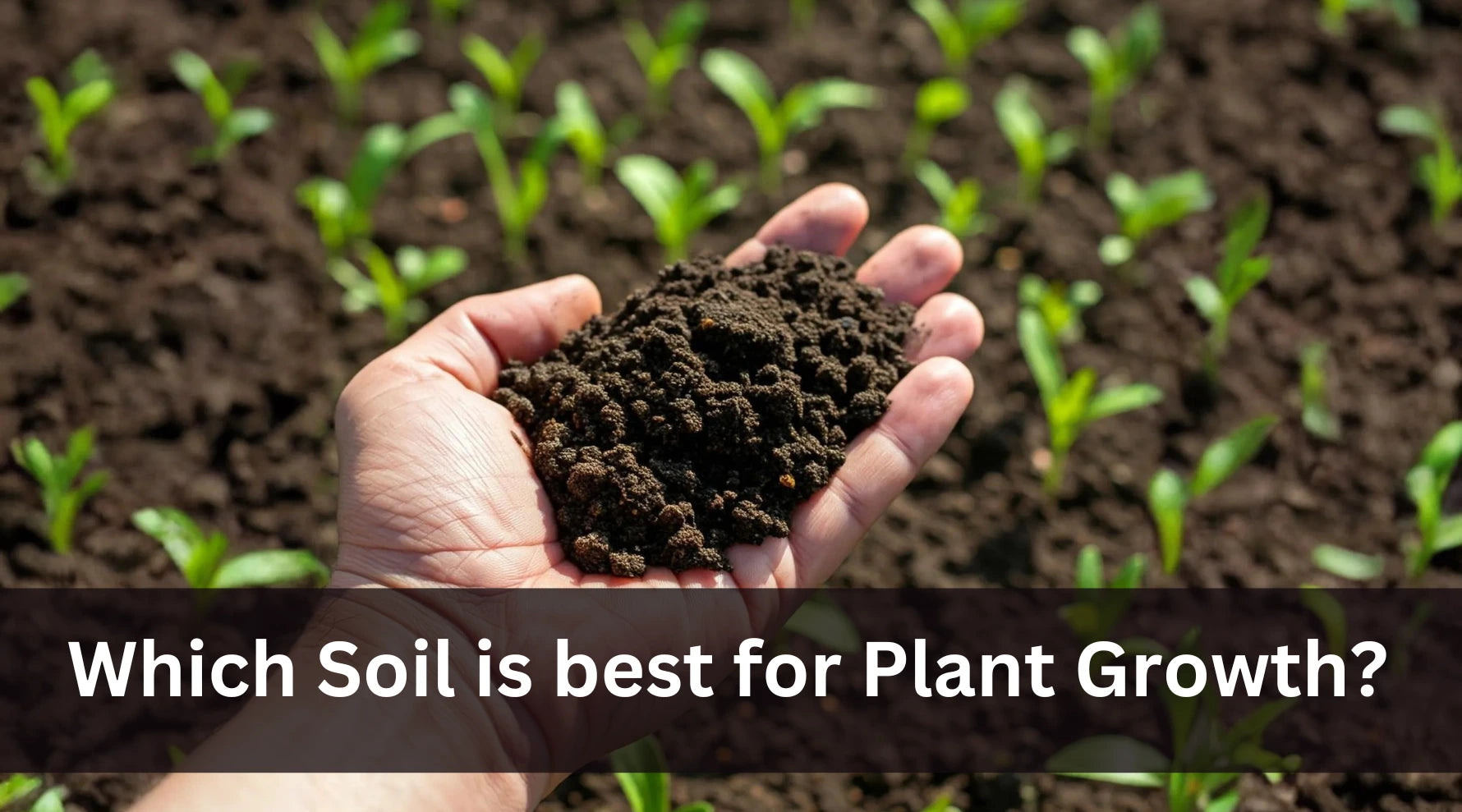 Which Soil is best for Plant Growth?  BestCocopeat