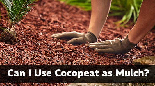 Can I Use Cocopeat as Mulch
