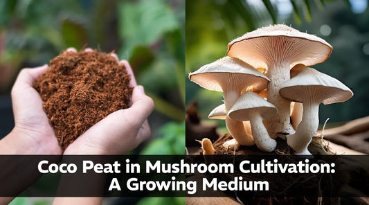 Coco Peat in Mushroom Cultivation: A Growing Medium