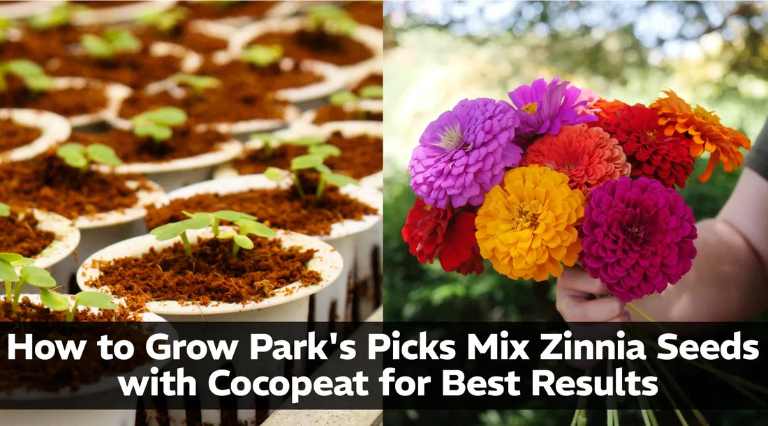 How to Grow Park's Picks Mix Zinnia Seeds with Cocopeat for Best Results