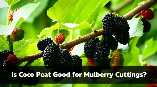 Is Coco Peat Good for Mulberry Cuttings?