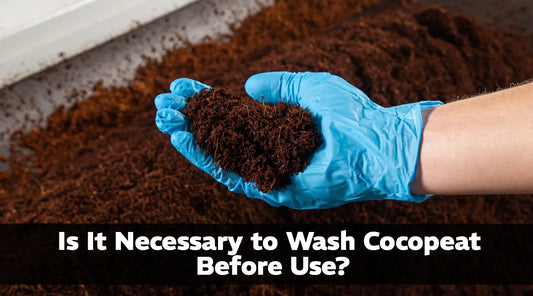 Is Necessary to Wash Cocopeat Before Use?