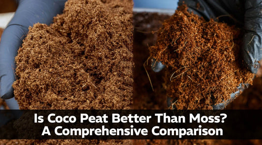 Is Coco Peat Better Than Moss