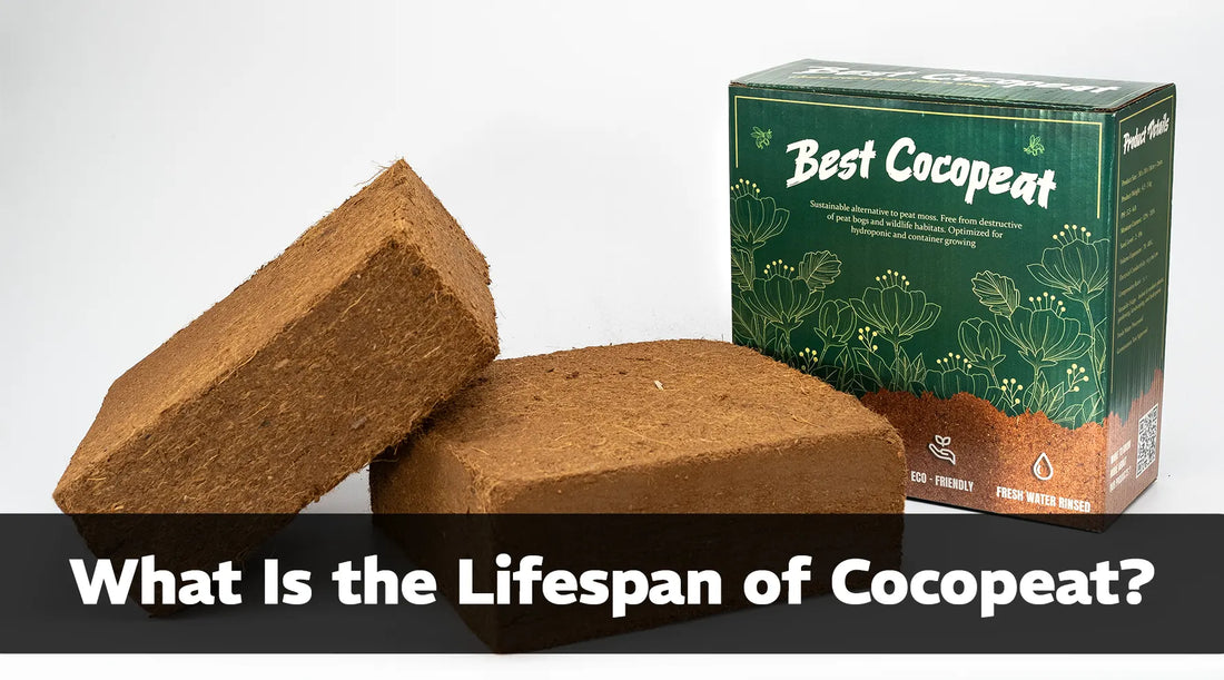 What Is the Lifespan of Cocopeat?