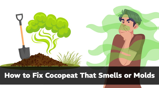 How to Fix Cocopeat That Smells or Molds