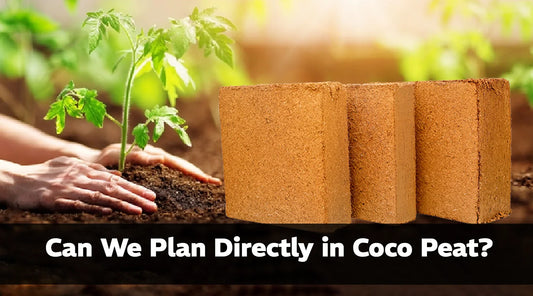 Can We Plant Directly in Coco Peat?
