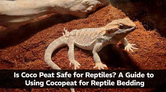 Coco Peat Safe for Reptiles