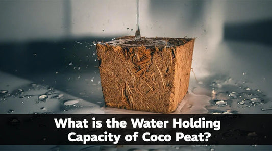 Water Holding Capacity of Coco Peat