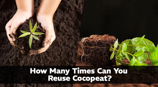 How Many Times Can You Reuse Cocopeat?