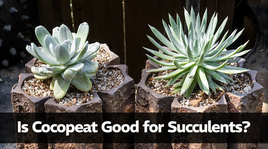 Is Cocopeat Good for Succulent?