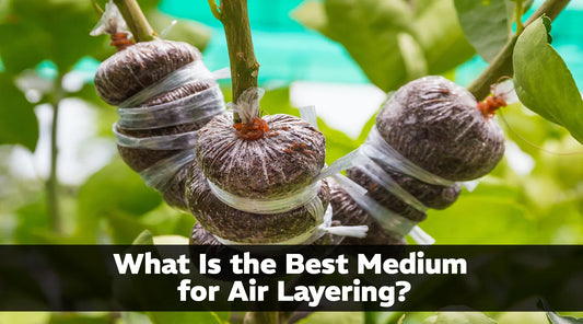 What Is the Best Medium for Air Layering?