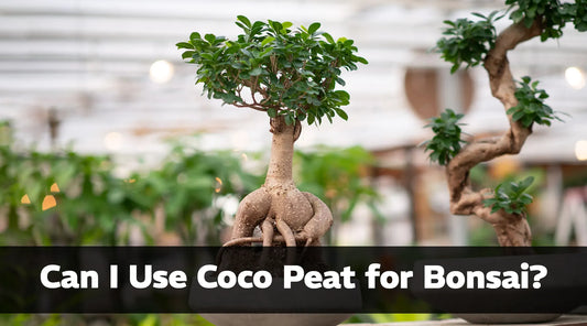 Coco Peat for Bonsai