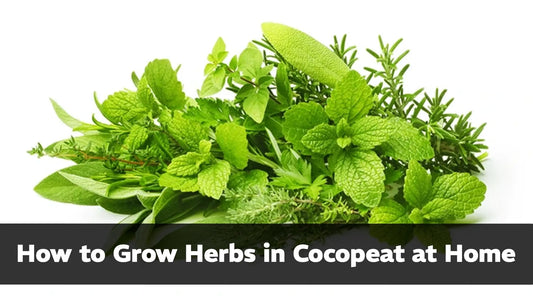 How to Grow Herbs in Cocopeat at Home