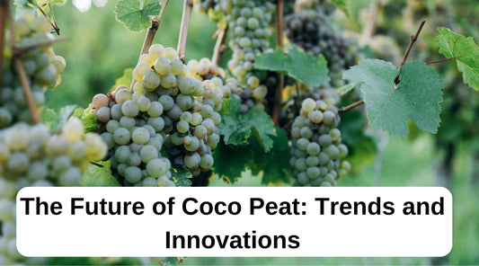 The Future of Coco Peat: Trends and Innovations in the Industry