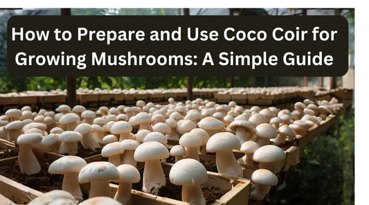 How to Prepare and Use Coco Coir for Growing Mushrooms