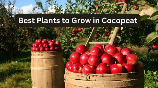 Choosing the Right Plants for Cocopeat: Simple Tips for Success