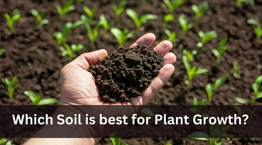 Which Soil is best for Plant Growth?