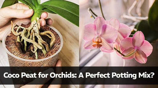 Coco Peat for Orchids: A Perfect Potting Mix?