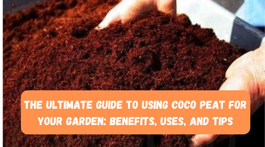 Coco Peat: The Simple Way to Make Your Plants Grow Better
